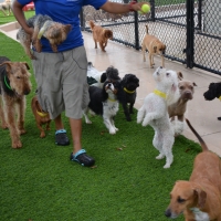 Installing Artificial Grass Pacific Grove, California Indoor Dog Park, Grass for Dogs