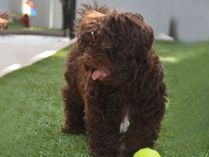 Best Artificial Grass Boronda, California Dog Running, Dogs Park