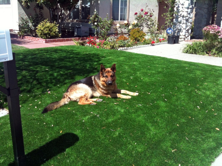 Synthetic Grass Moraga, California Lawns, Front Yard